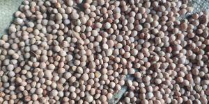 Pigeon Peas