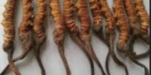 Cordyceps Sinensis Caterpillar Fungus Himalayan Viagra