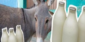 Organic Donkey Milk