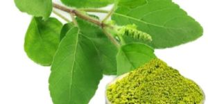 Dehydrated Tulsi Powder
