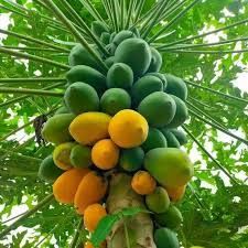 Papaya Fruit