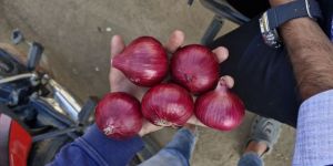 Fresh Red Onion
