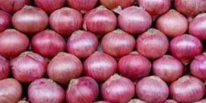 Nashik Onion