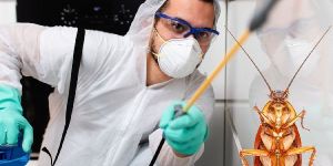 Pest Control Services