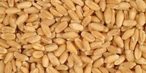 Indian Wheat Grain