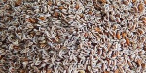 Psyllium Husk
