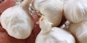 Fresh Garlic