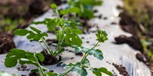 Mulching Films