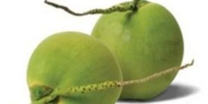 Green Tender Coconut