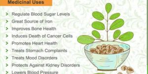 Moringa Leaves Powder