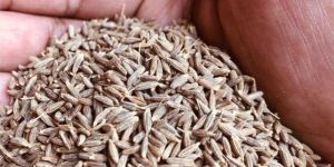 Cumin Brown Seed