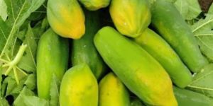 Papaya