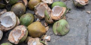 Coconut Shell