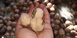 Walnuts