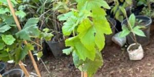 Black Grapes Plants
