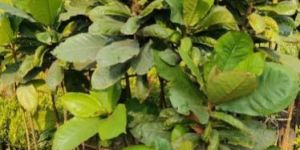California Almond Plants