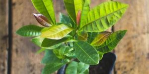 Cashew Nut Plants