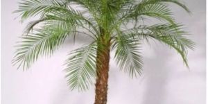 Date Palm Plants