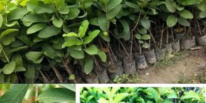 VNR Bihi Guava Plants