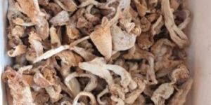 Pearl Oyster Mushrooms Petals