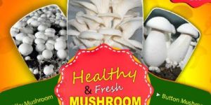 Milky White Mushroom