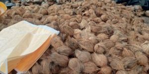 a Grade Semi Husked Coconut