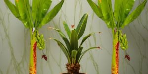 Artificial Banana Tree Handicrafts