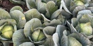 Cabbage