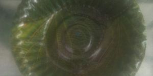 Disposable Paper Bowl