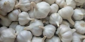 Garlic