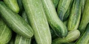 Cucumber