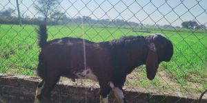 Bakra