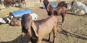 Live Goat