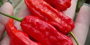 Ghost Pepper