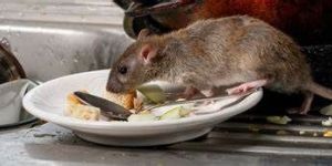 Rodent Control Services