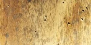 WOODBOARER CONTROL SERVICES