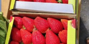 Fresh Strawberry