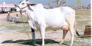 Hariana Heifer