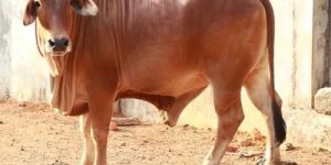 Tharparkar Cow