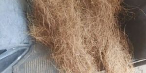 Coconut Coir Fiber