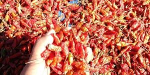 Birds Eye Red Chilli