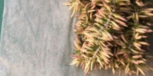 Pitchi Flower Jathi Malli