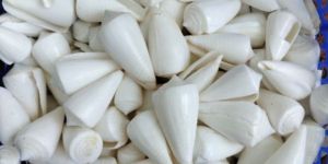 Conus Inscriptus Seashell