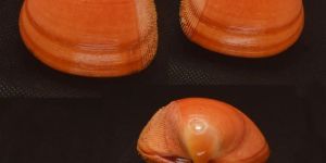 Nemocardium Natural Seashell