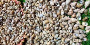 Phasianelle Solid Shell