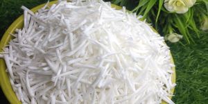 Smooth Dentalium Shells (1.25 to 1.50 inches)