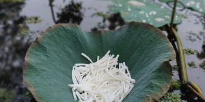 Smooth Dentalium Shells ( 1.50 to 1.75 inches)