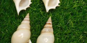 Tibia Delicatula Seashell