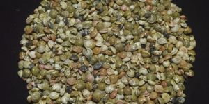 Umbonium Elegans Seashell