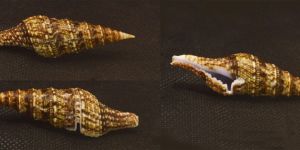 Xenoturris Cingulifera Seashell